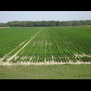 Felder mit den für Ungarn typischen Paprika